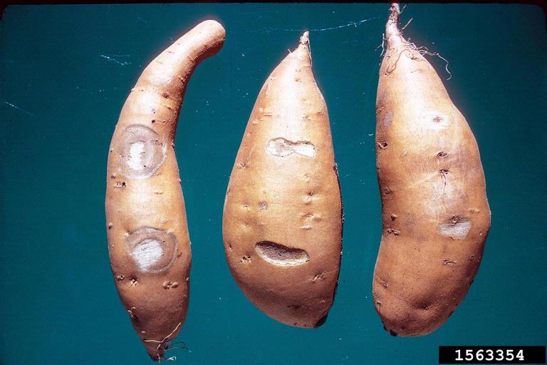 Fusariotoxicosis in Food Animals: A Comprehensive Overview