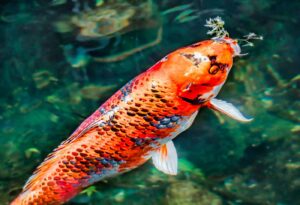 Koi Food: A Comprehensive Guide to Feeding Your Colorful Companions