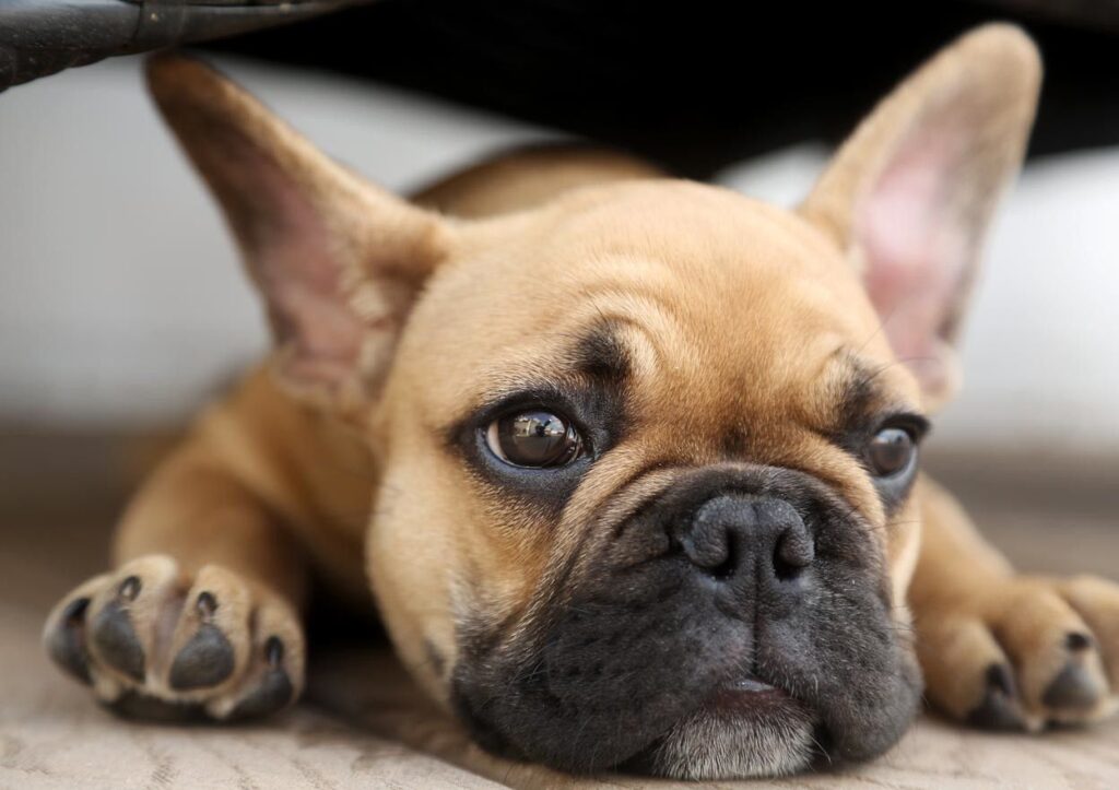 Frenchie Dog Food: A Comprehensive Guide to Feeding Your Beloved French Bulldog