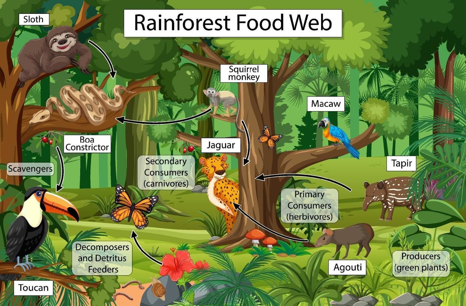 Amazon web rainforest food poster activity posters animal graphic school color full print exploringnature downloadable only
