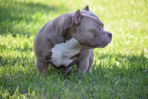 American Bully Dog Food: A Comprehensive Guide for Optimal Nutrition
