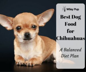 Chihuahua Dog Food: Nutritional Guide for Your Tiny Companion