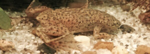 African Dwarf Frog Food: A Comprehensive Guide to Nourishing Your Tiny Amphibians