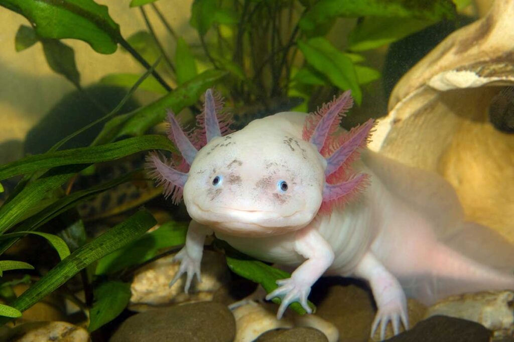 Axolotl Food: The Ultimate Guide to Nourishing Your Aquatic Friend