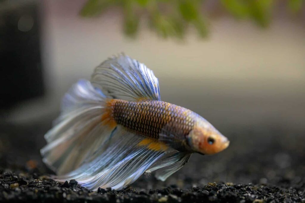 The Best Betta Food for a Healthy and Vibrant Pet