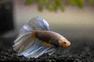 The Best Betta Food for a Healthy and Vibrant Pet