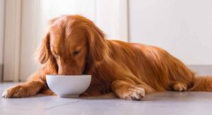 Sensitive Skin Dogs Food: Guide to Diet and Management