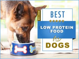 Low Protein Dog Food: A Guide to Understanding and Selecting the Right Diet