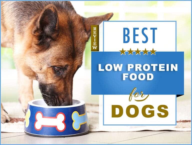 Low Protein Dog Food: A Guide to Understanding and Selecting the Right Diet
