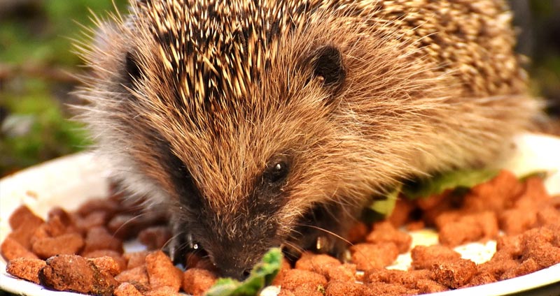 Hedgehog as food