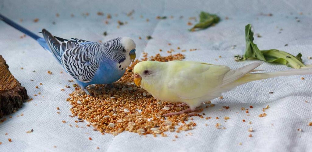 Bird Seed Food: A Guide to Feeding Your Feathered Friends