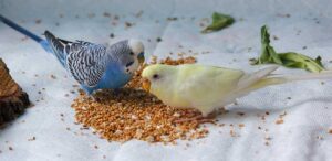 Bird Seed Food: A Guide to Feeding Your Feathered Friends