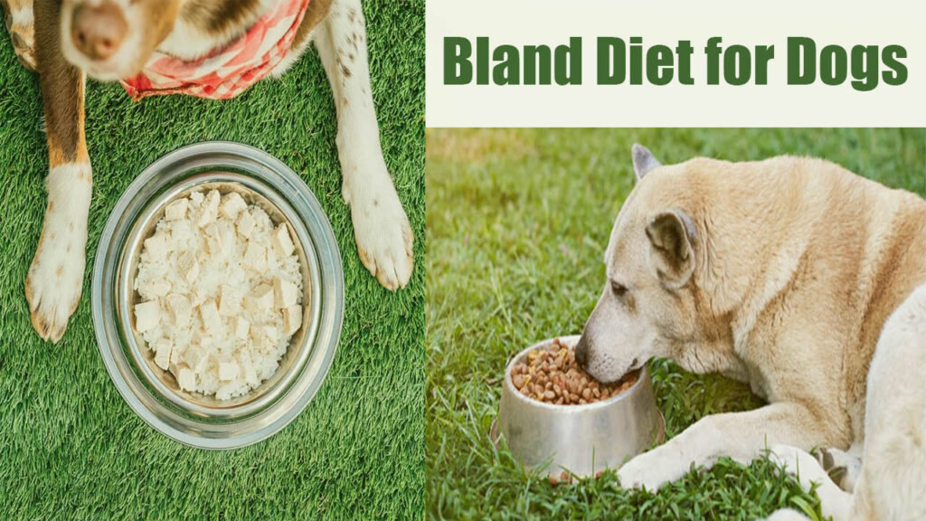 Bland Food for Dogs: A Guide to Soothing Digestive Discomfort