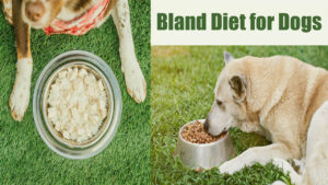 Bland Food for Dogs: A Guide to Soothing Digestive Discomfort