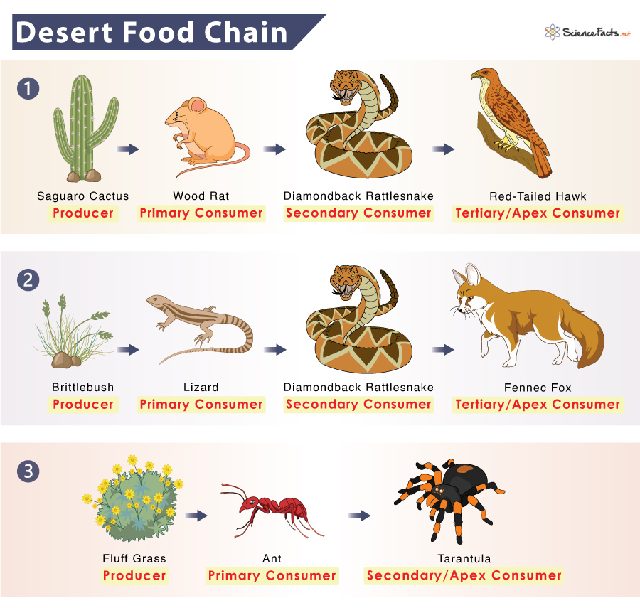 Desert food chain web