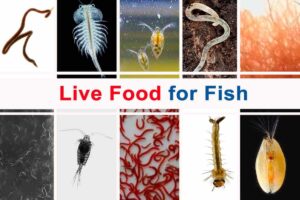Live Food: A Comprehensive Guide to Feeding Animals and Enriching Ecosystems