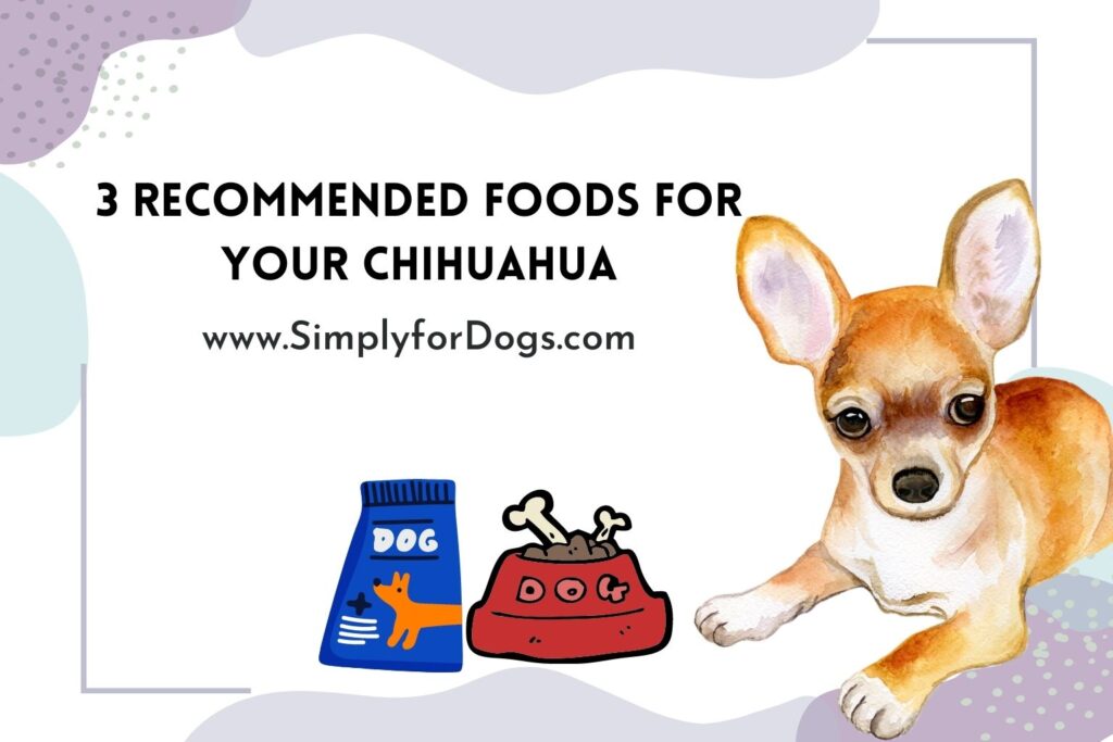 Chihuahua Food: Essential Guide to Nutrition, Allergies, and Safety