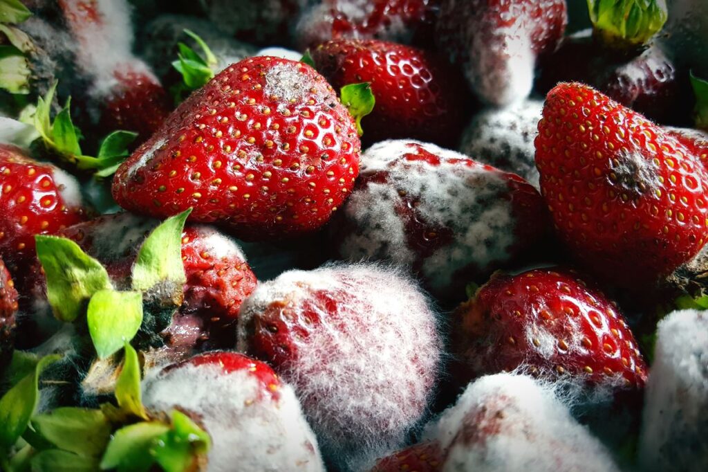 Plastic Food Molds: Revolutionizing the Food Industry