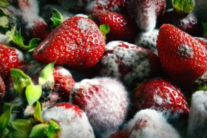 Plastic Food Molds: Revolutionizing the Food Industry