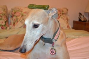 Greenies Dog Food: A Comprehensive Guide to Nutrition and Benefits