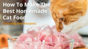 Homemade Cat Food Recipes: Nourishing Your Feline Companion