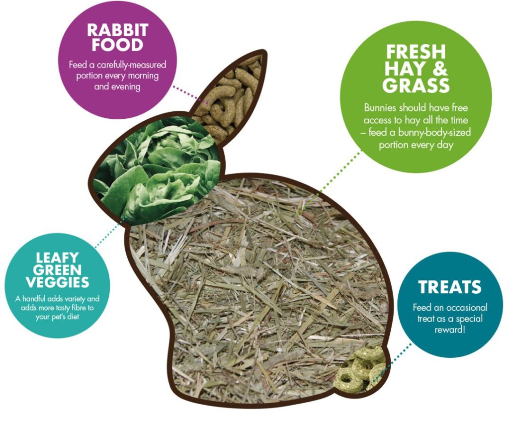 Bunny Food: Essential Nutrition for Your Hoppy Companion