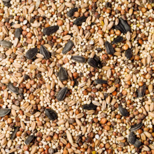 Wild Bird Food: Essential Nutrition for Avian Thriving