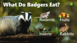 Badger Food Disposal: An Essential Aspect of Badger Ecology