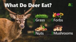 Deer Food: A Comprehensive Guide to Nourishing Whitetails