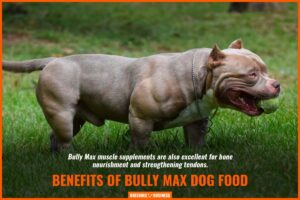 Bully Max Puppy Food: Fueling Growth and Well-being for Your Canine Companion