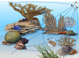Coral Reef Food Web: An Intricate Symphony of Life Beneath the Waves