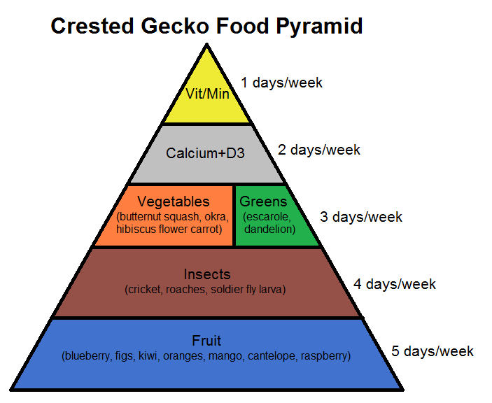 The Ultimate Guide to Crested Gecko Food: Nutrition, Types, and More