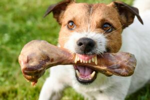 Food Aggression in Dogs: Causes, Signs, and Solutions
