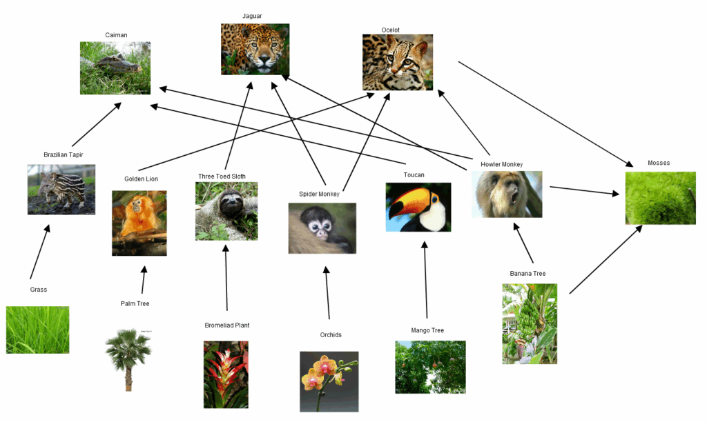 Unveiling the Complex Tapestry of Tropical Rainforest Food Webs