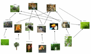 Unveiling the Complex Tapestry of Tropical Rainforest Food Webs