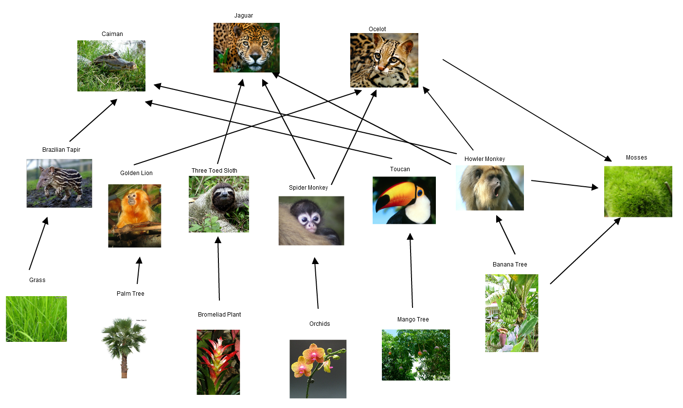 Jungle food web