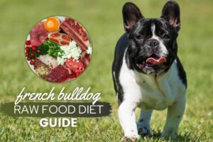 The Ultimate Guide to Feeding Your French Bulldog