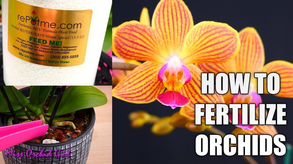 Orchid Food: The Secret to Thriving Orchids
