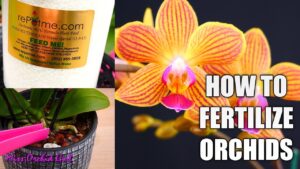 Orchid Food: The Secret to Thriving Orchids