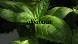 Basil in Spanish Cuisine: A Culinary Journey