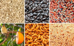 Seeds in Bird Food: A Comprehensive Guide to Feeding Your Feathered Friends
