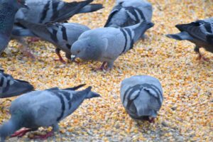 Pigeon Food: A Comprehensive Guide to Nourishing Your Feathered Friends