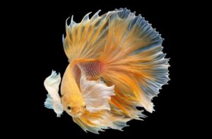 Siamese Fish Food: A Comprehensive Guide to Feeding Your Betta
